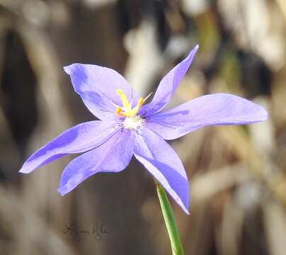 Image of fallflowering pleatleaf