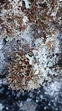 Image of globe ball lichen