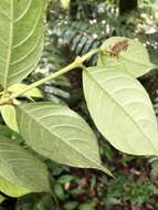 Image of Lasianthus hispidulus (Drake) Pit.