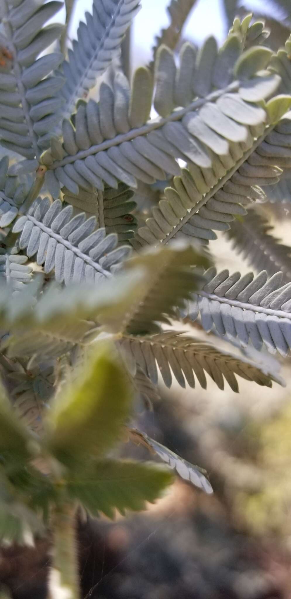 Image of cootamundra wattle