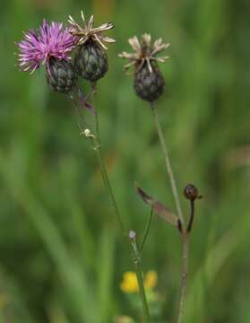 Sivun Centaurea scabiosa subsp. fritschii (Hayek) Soo kuva