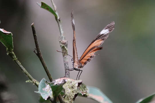 Image of Heliconiini