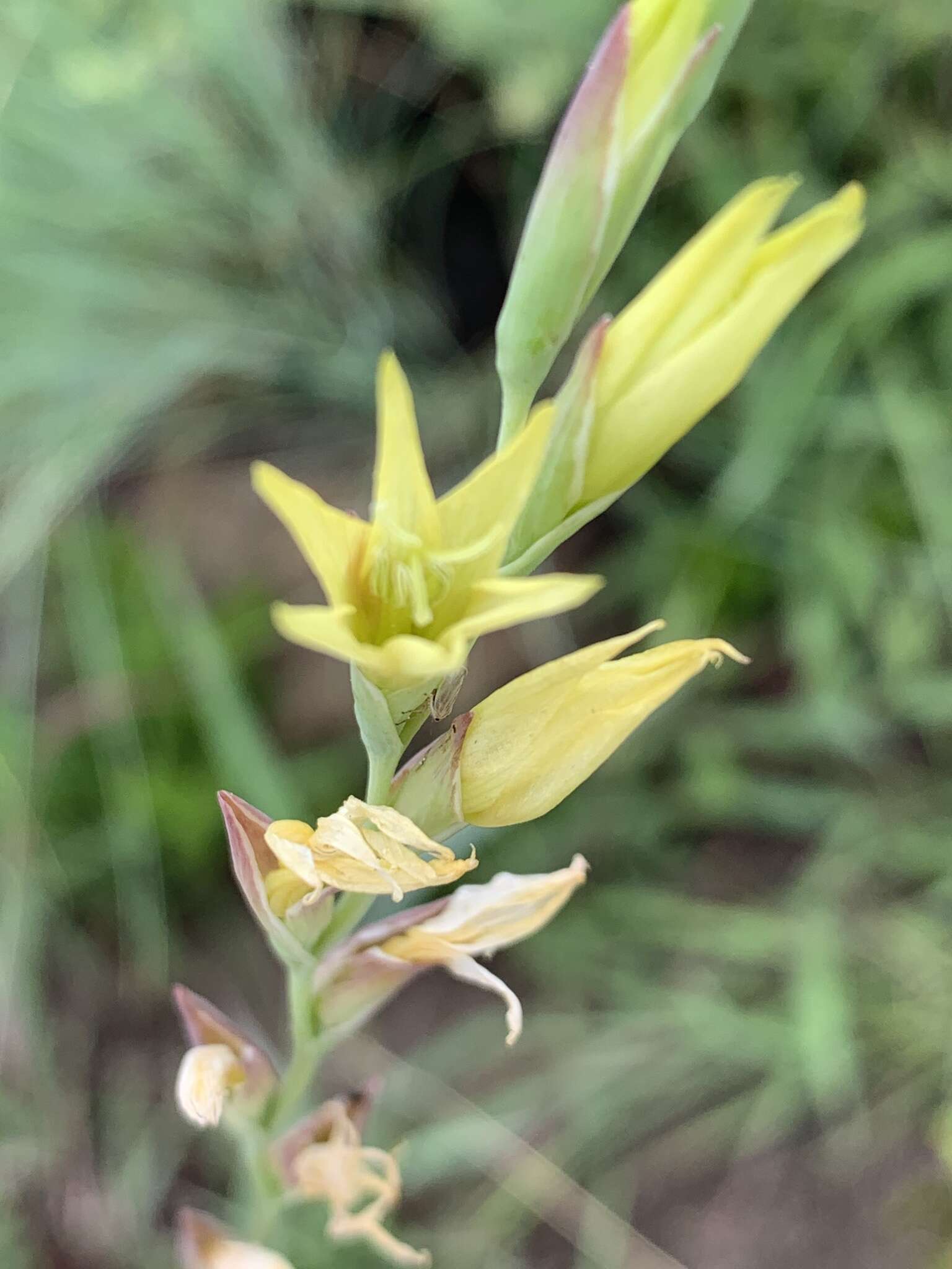 Imagem de Gladiolus pubigerus G. J. Lewis