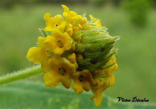 Image of Lippia turnerifolia Cham.