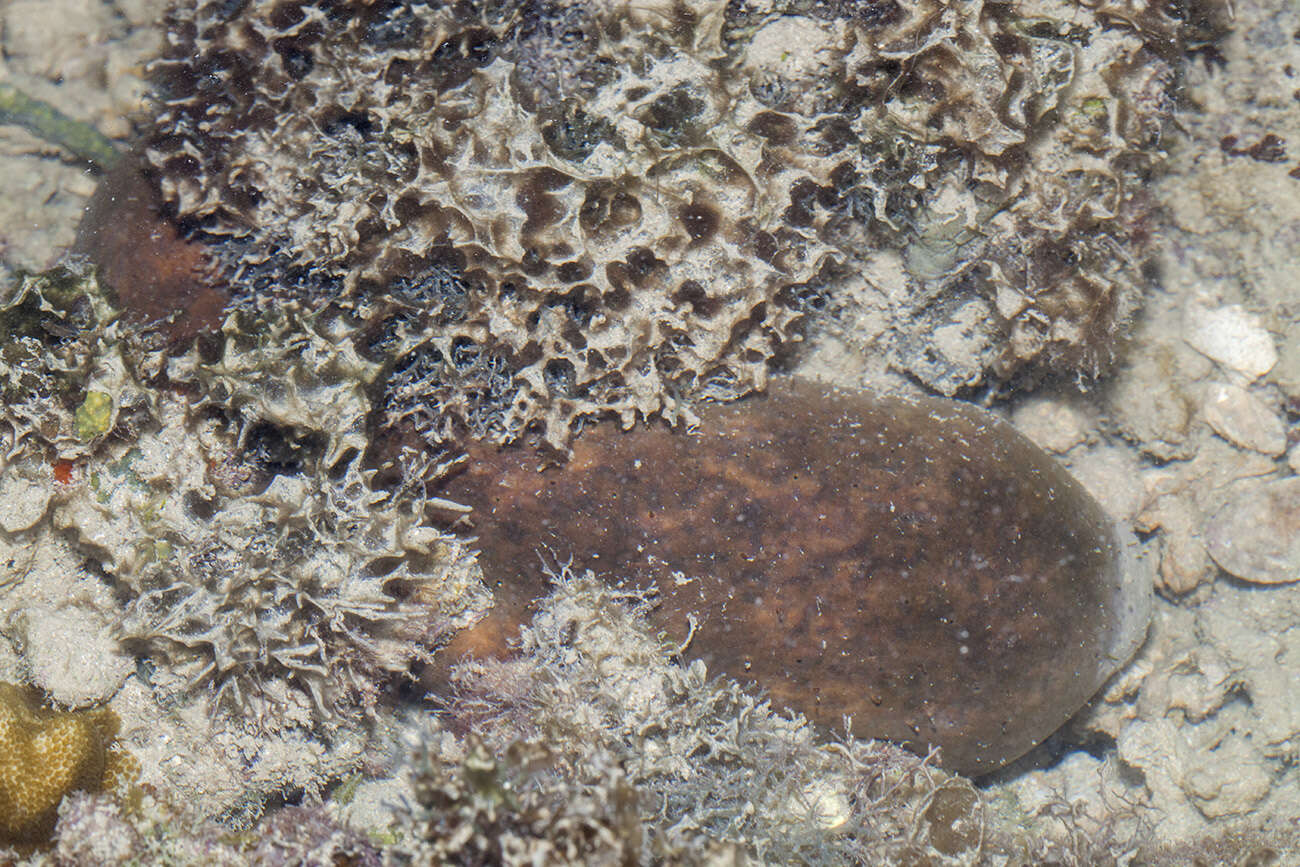 Image of Stonefish