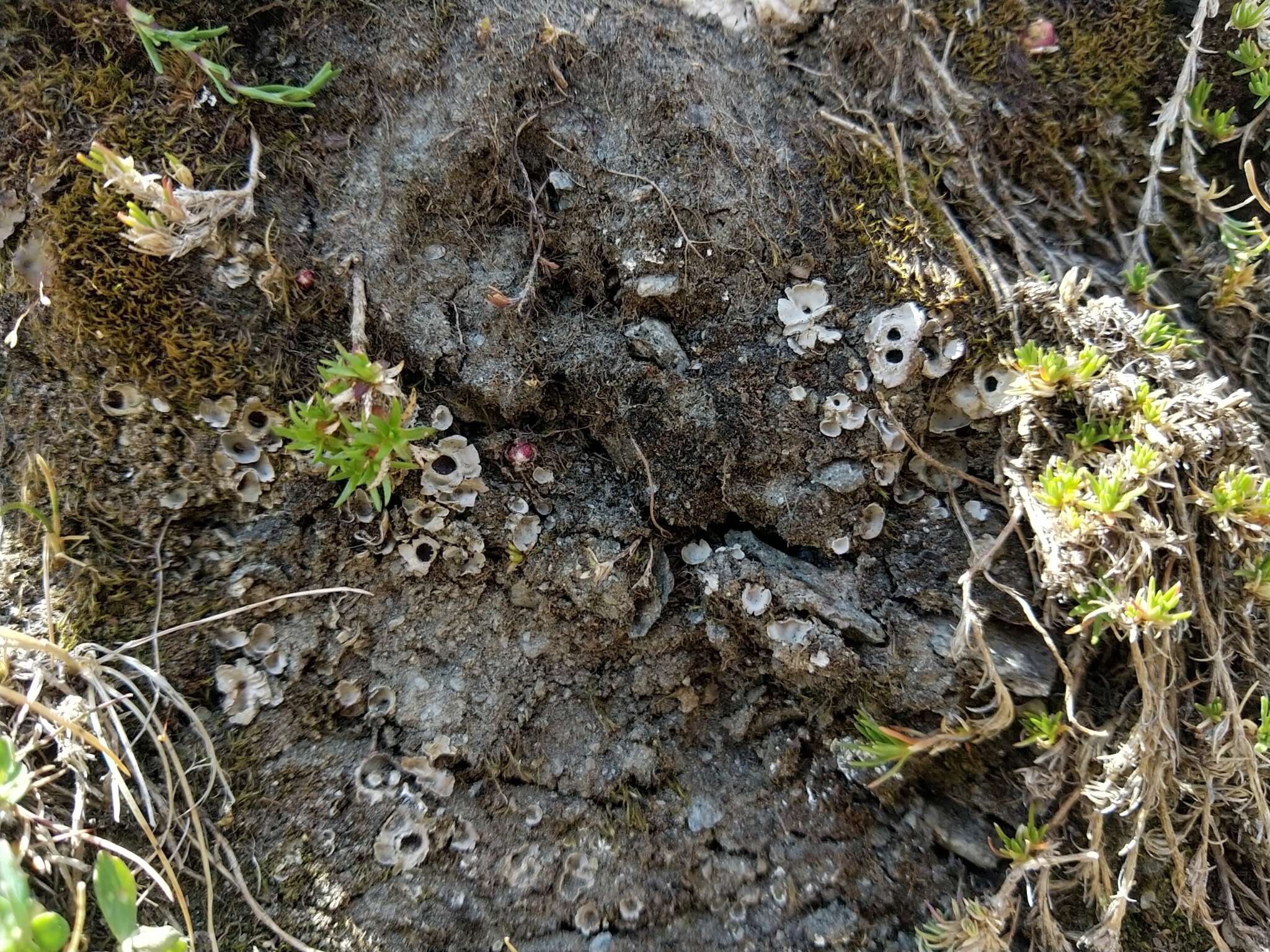 Image of chocolate chip lichen