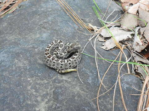 Image of Oaxacan Pygmy Rattlesnake; exiguus