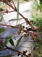 Image of Eucalyptus petrensis M. I. H. Brooker & S. D. Hopper