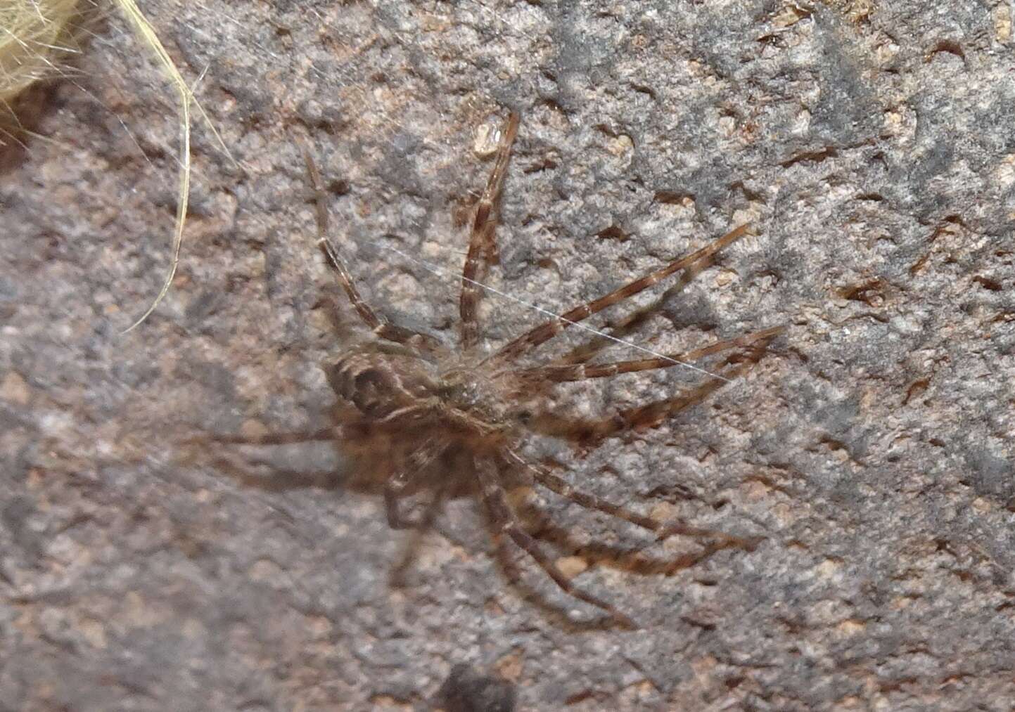 Image of Dolomedes gertschi Carico 1973