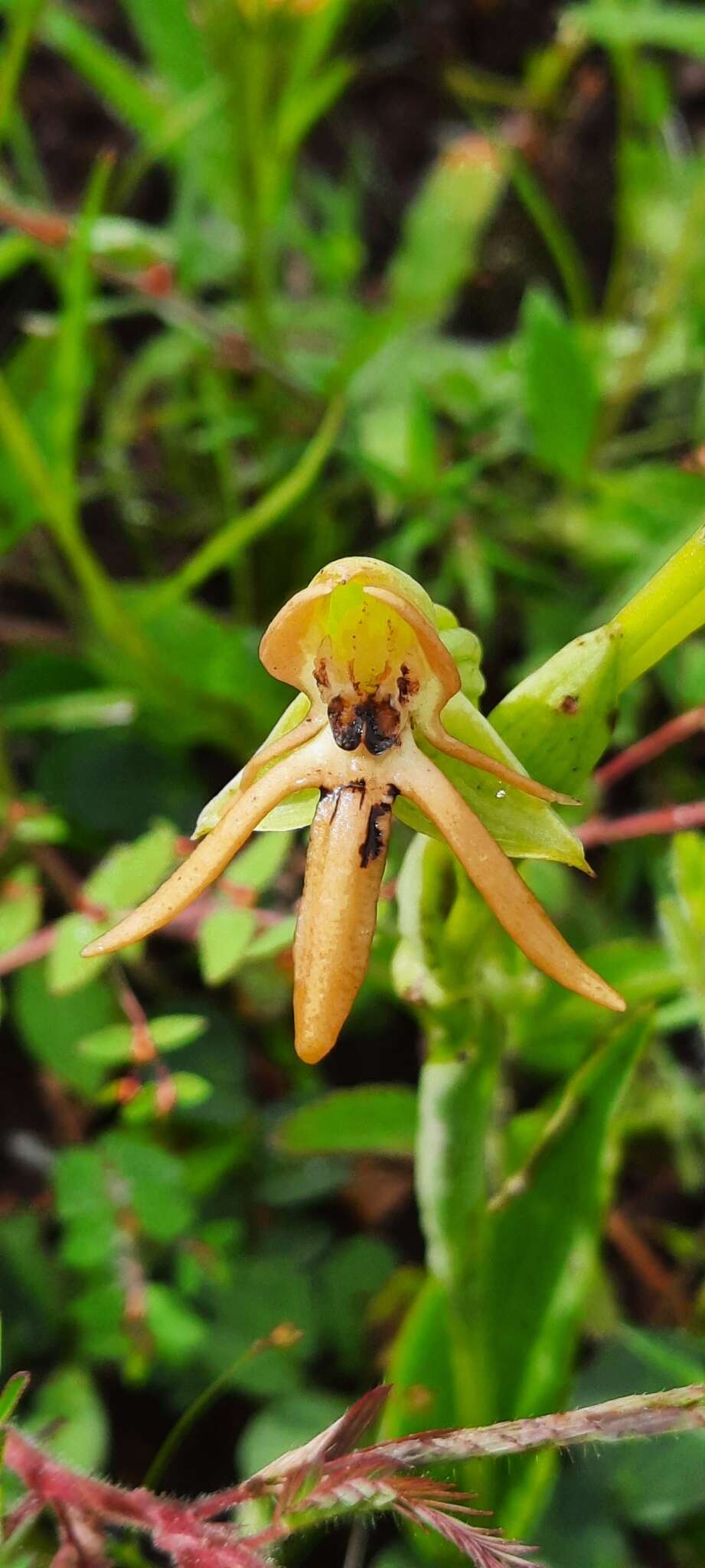 Image of Habenaria trifida Kunth