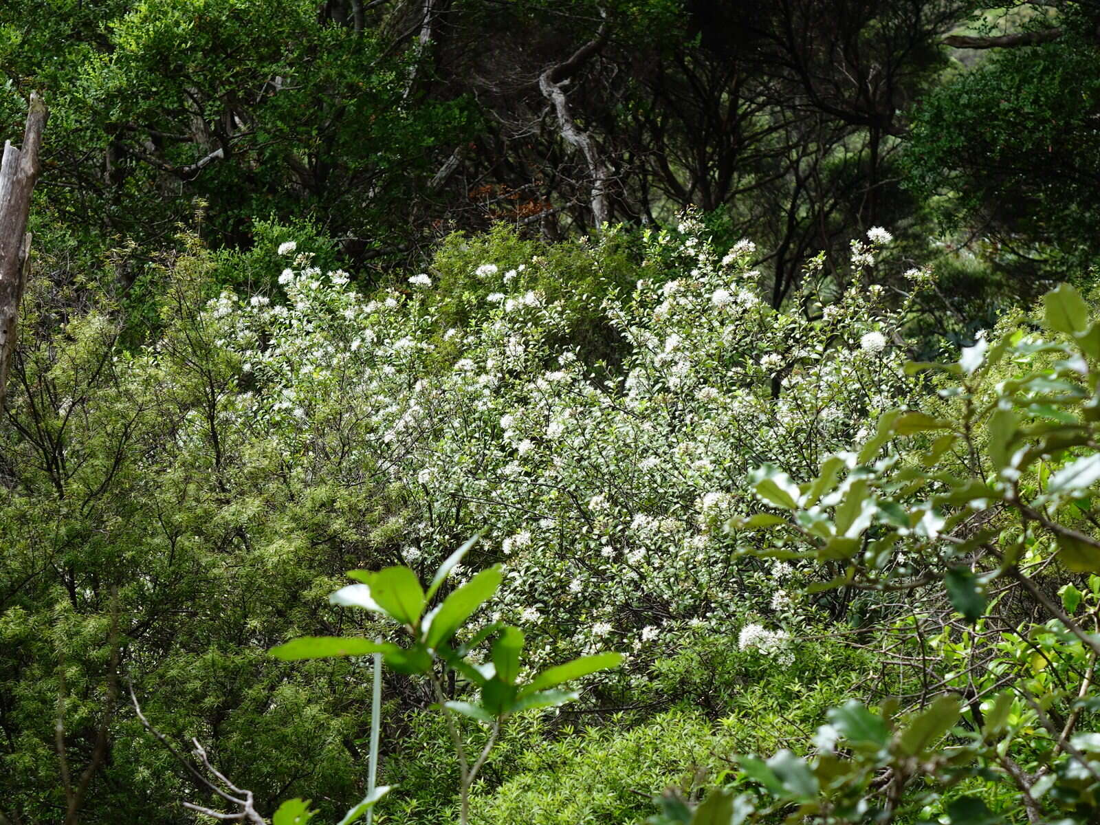 Image of Leionema nudum (Hook.) Paul G. Wilson