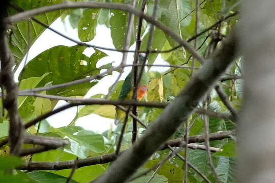 Image of Coroneted Fruit Dove