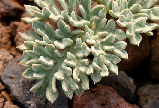 Image of gray springparsley