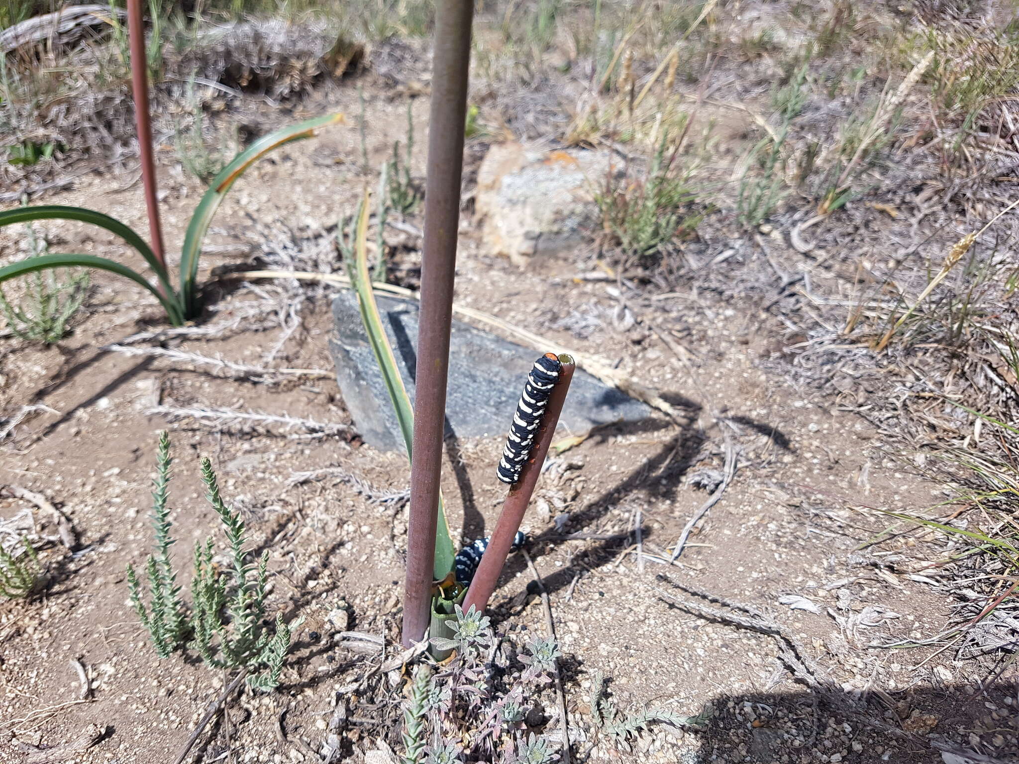 Image of Habranthus gracilifolius Herb.