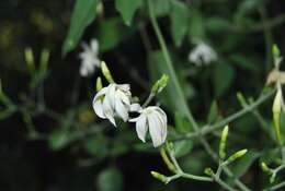 Image of Jasminum fluminense subsp. fluminense