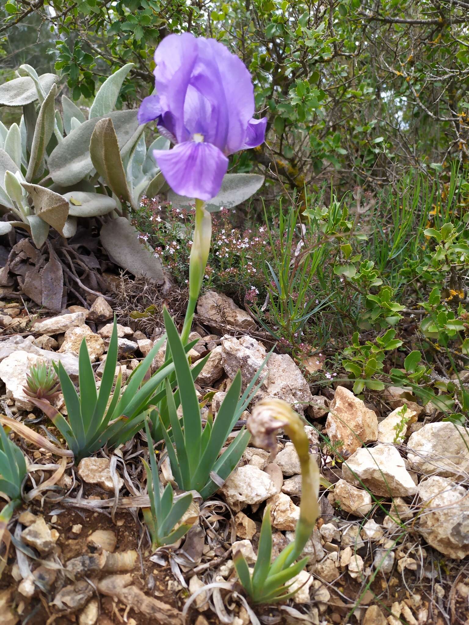 Слика од Iris lutescens Lam.