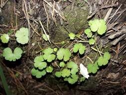 Hydrocotyle americana var. heteromeria (A. Rich.) Kirk resmi