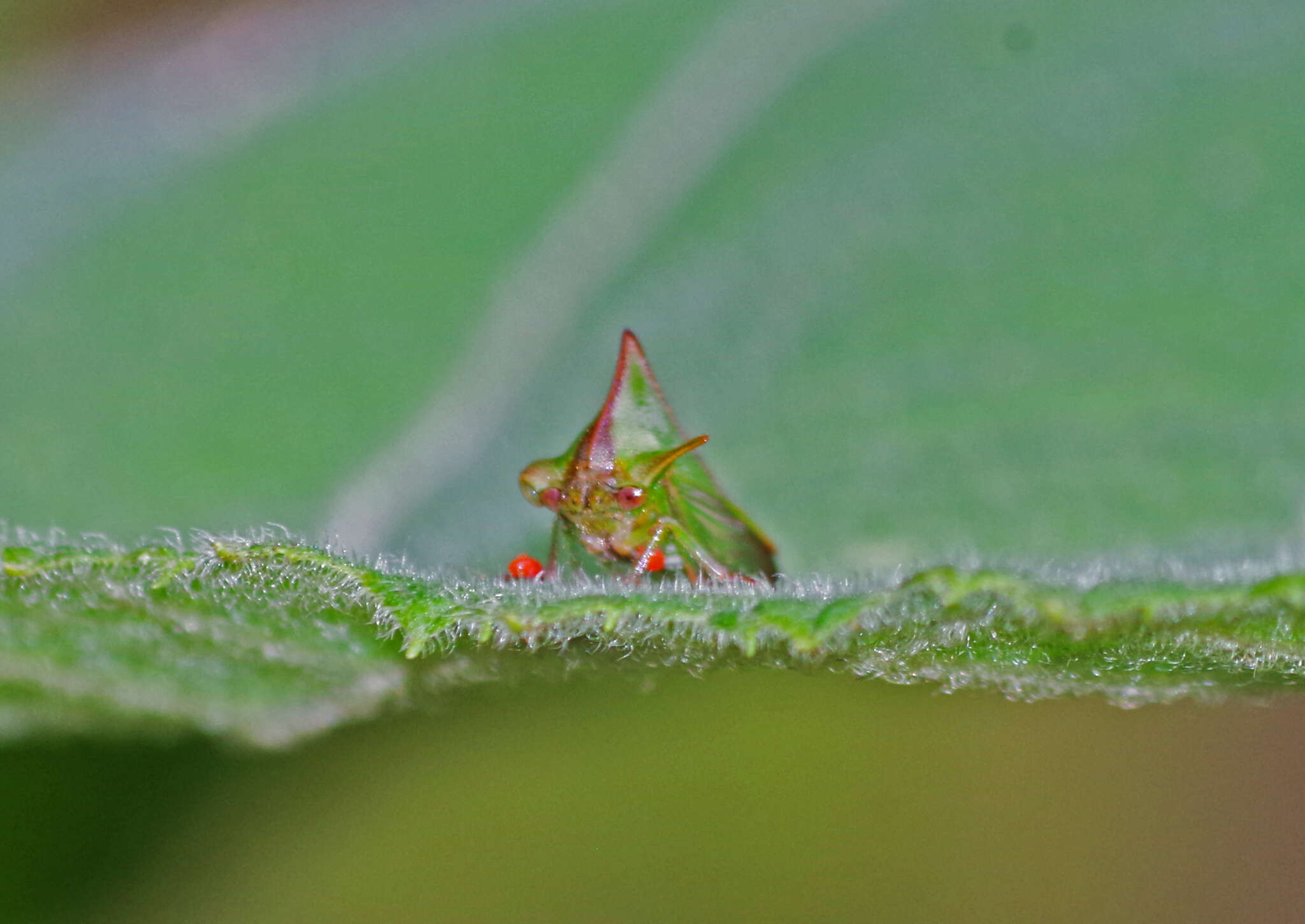 Image of Alchisme grossa Fairmaire