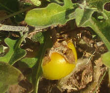 Image of <i>Solanum <i>supinum</i></i> var. supinum