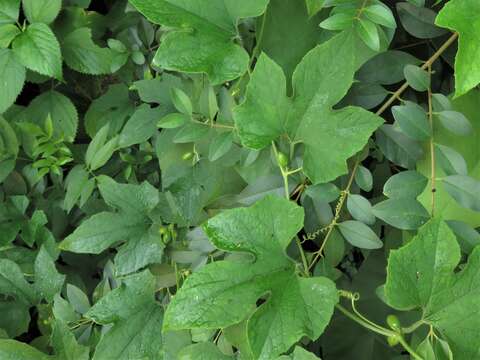 Image of Five-Lobe-Cucumber