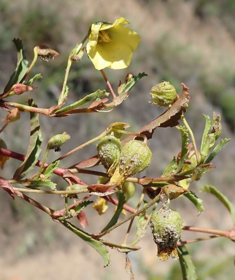 Image de Hermannia saccifera (Turcz.)