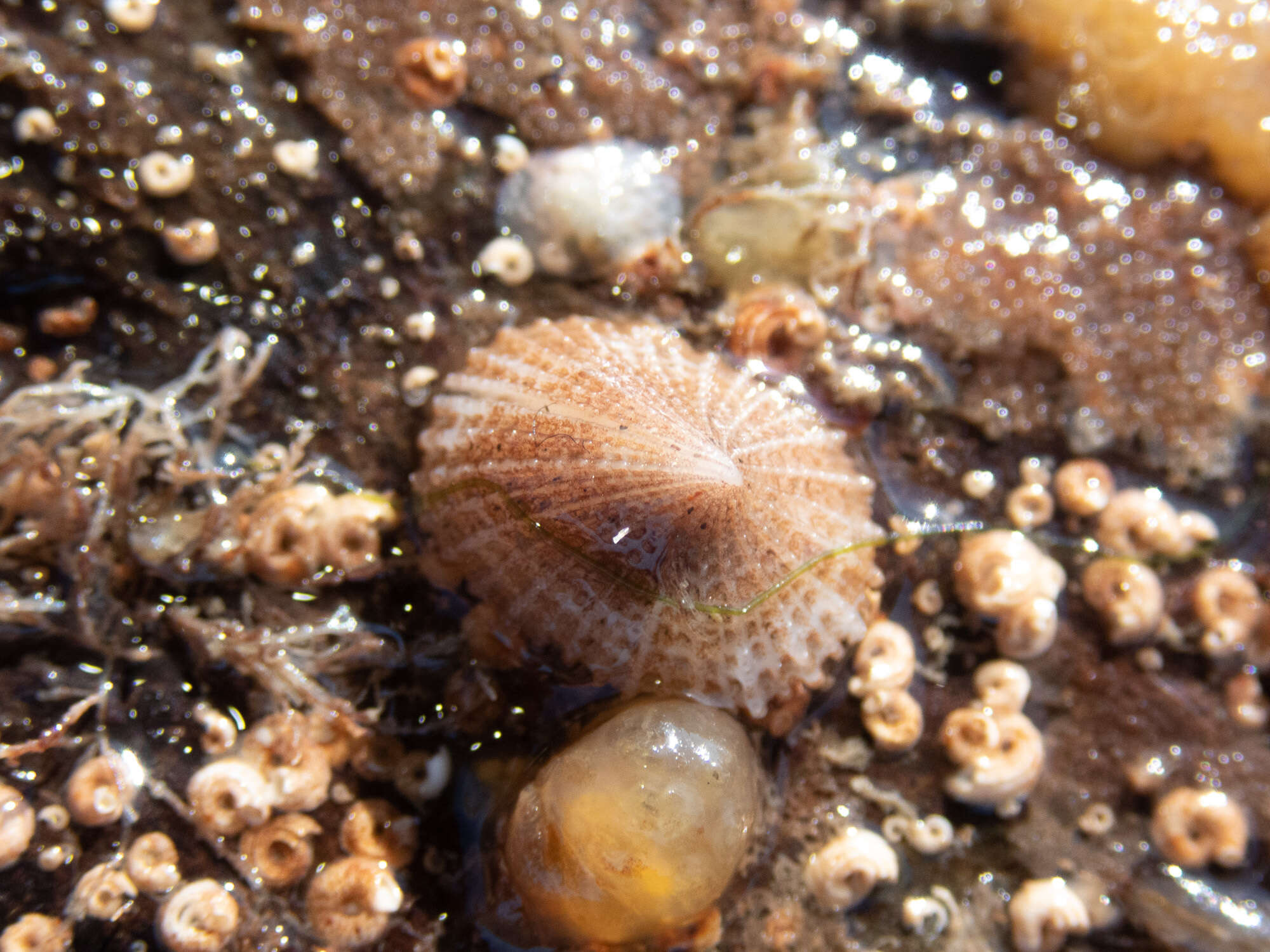 Image of Common Slit-limpet