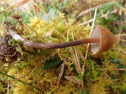 Image of Psilocybe subcaerulipes Hongo 1958