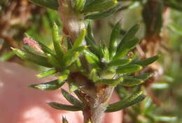 صورة Cliffortia stricta Weim.