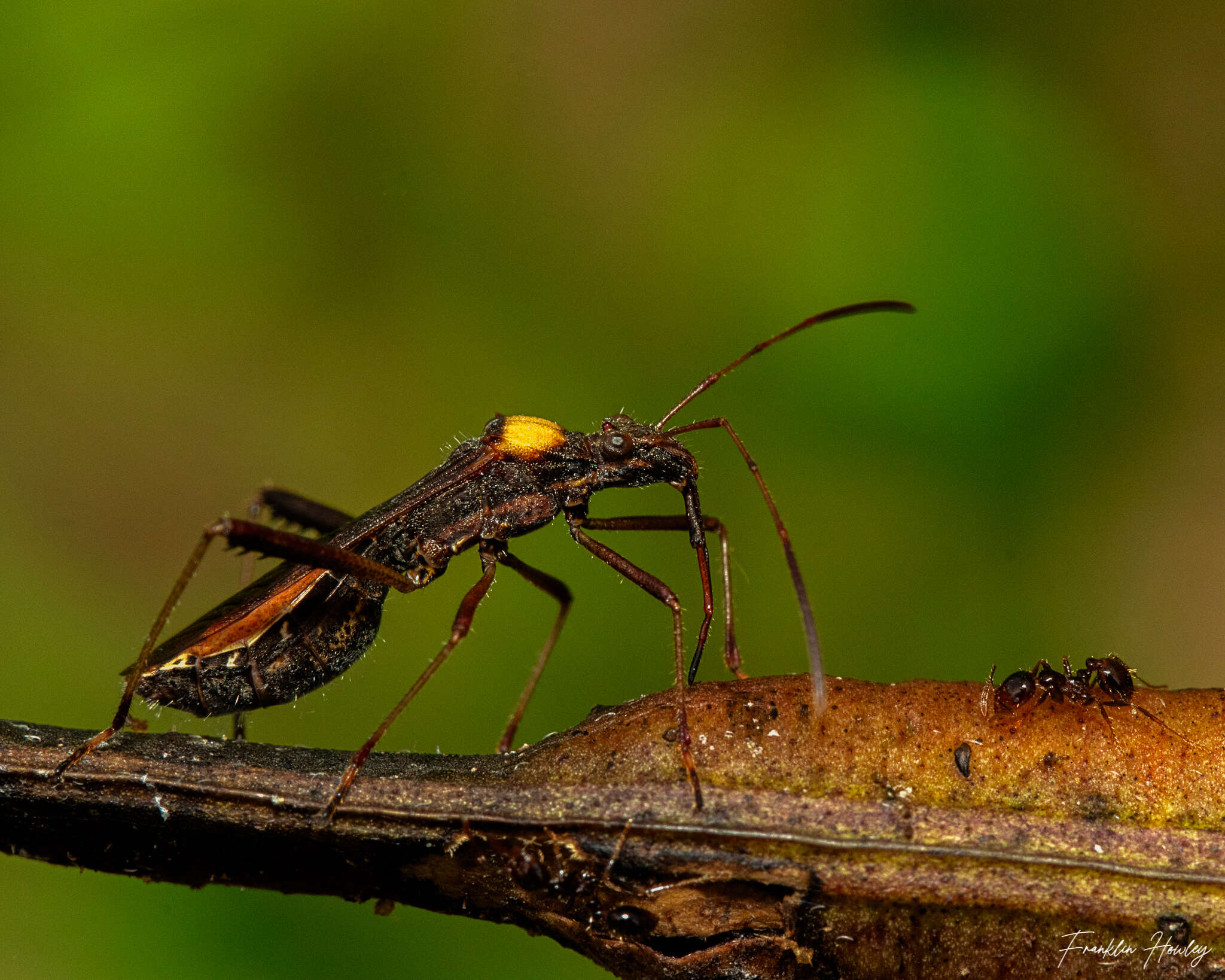 Image of Neomegalotomus rufipes (Westwood 1842)