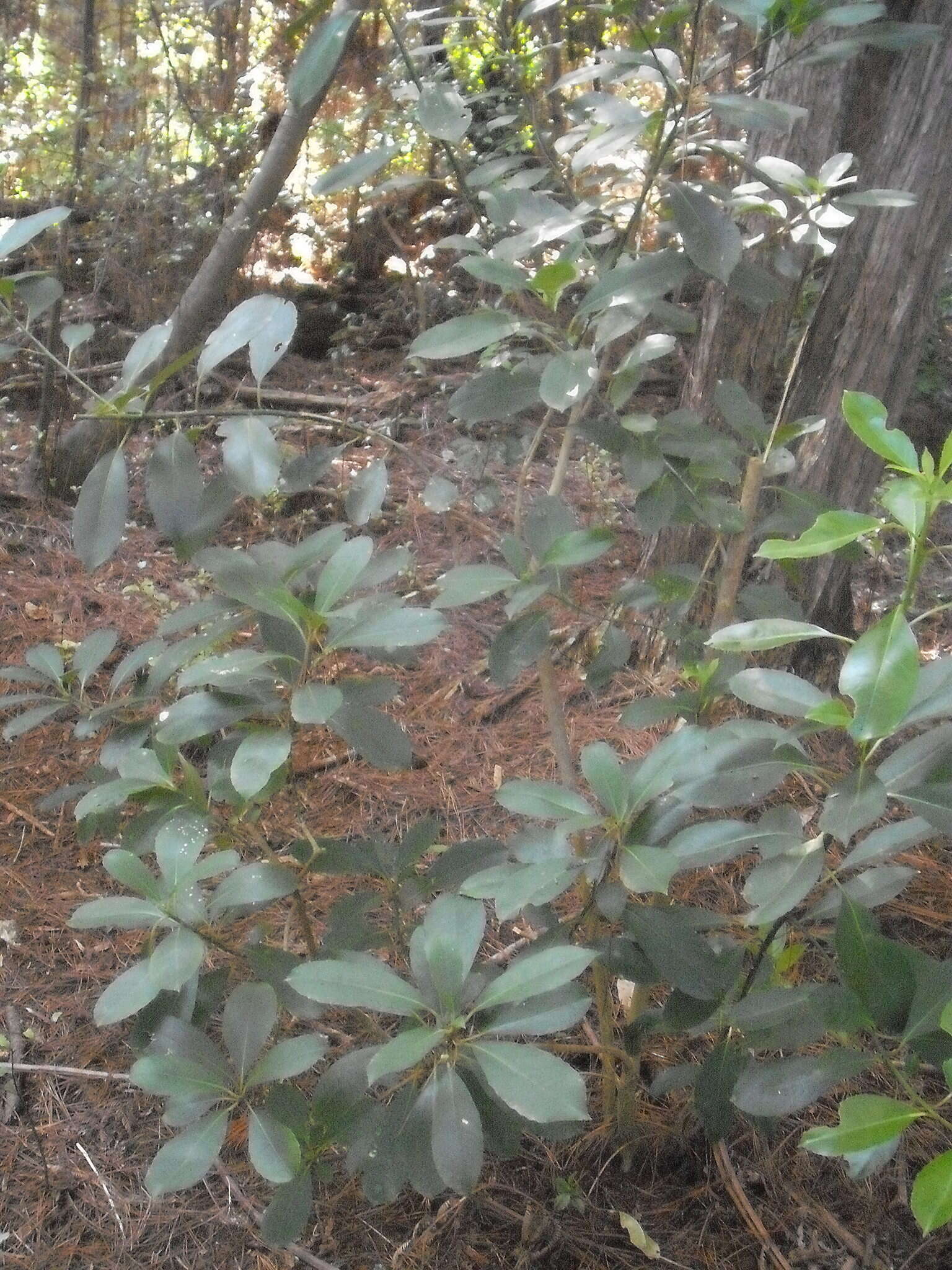 Image of Melicytus macrophyllus A. Cunn.