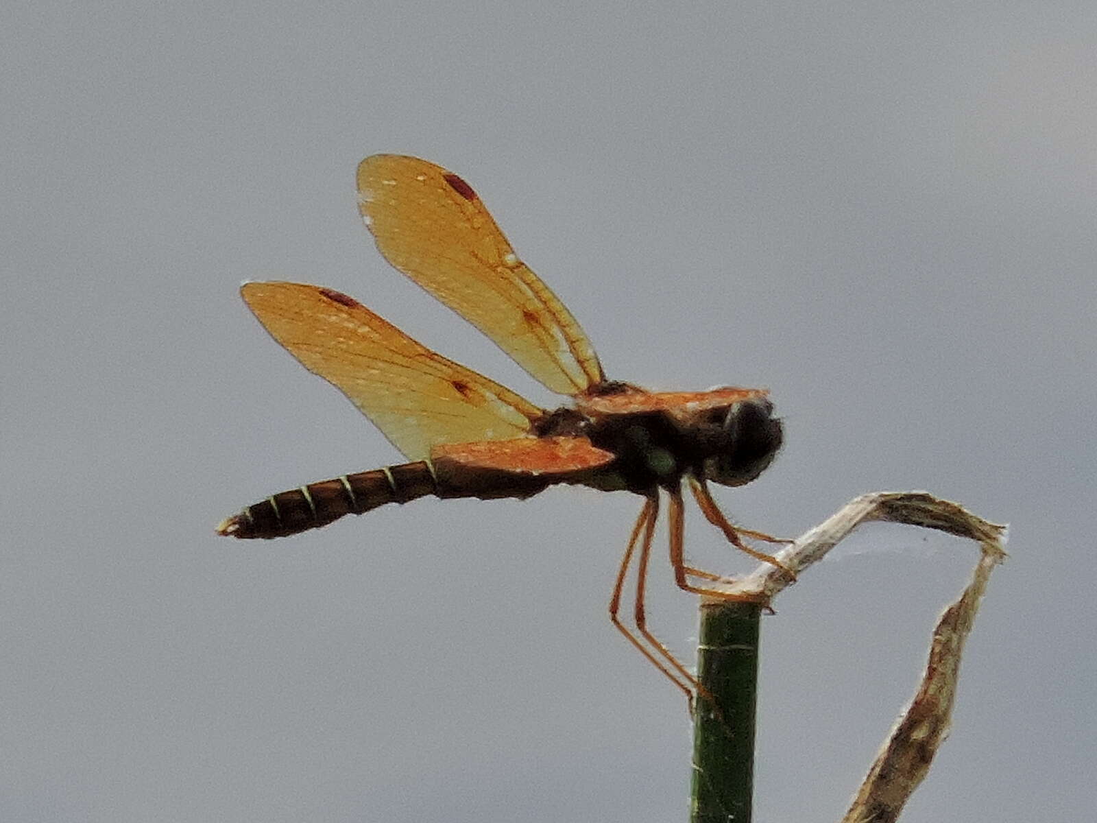 Image of Eastern Amberwing