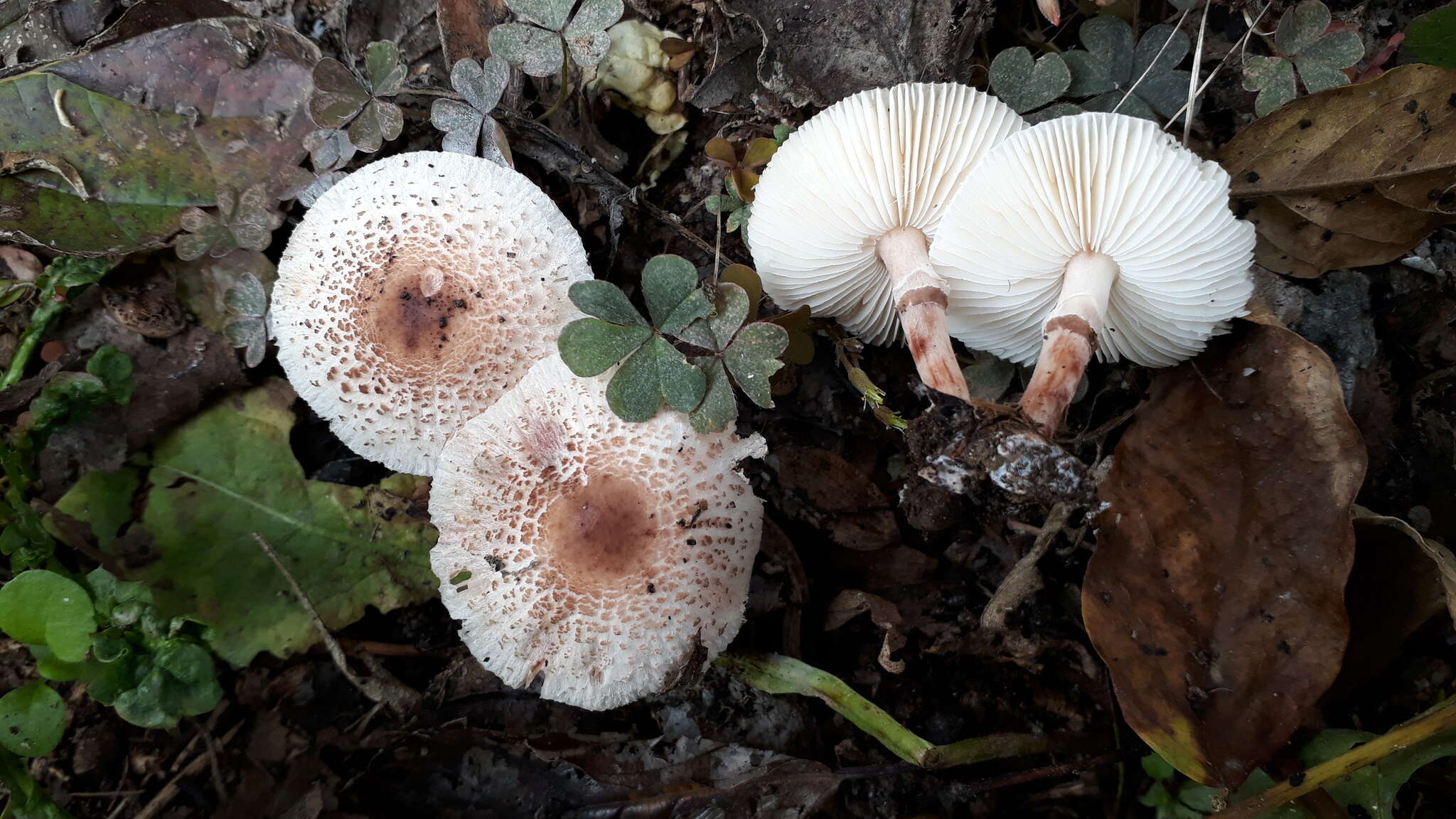 Image of Lepiota lilacea Bres. 1892