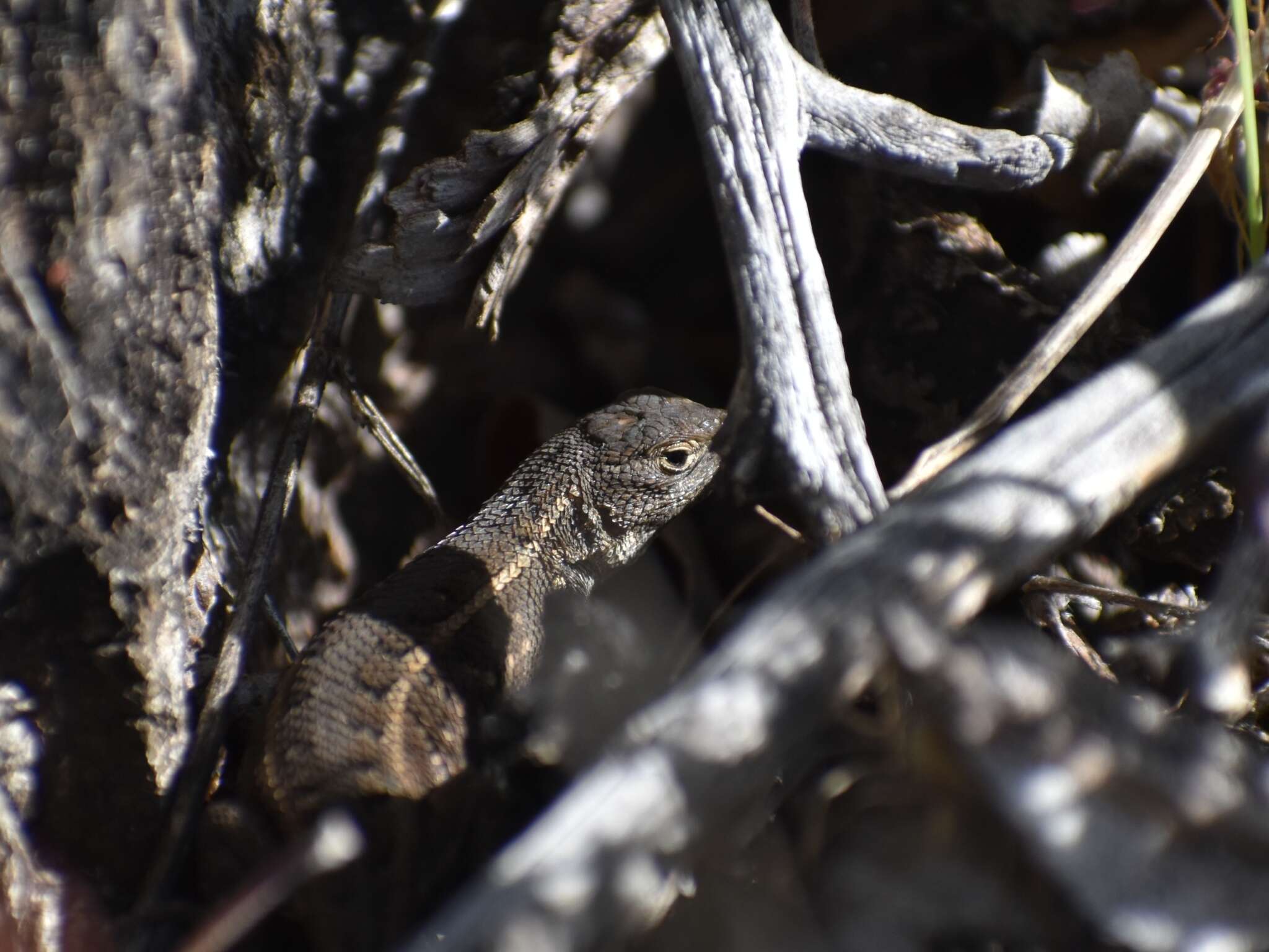 Image of Coleman's Bunchgrass Lizard