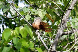 Image of MacKinlay's Cuckoo-Dove