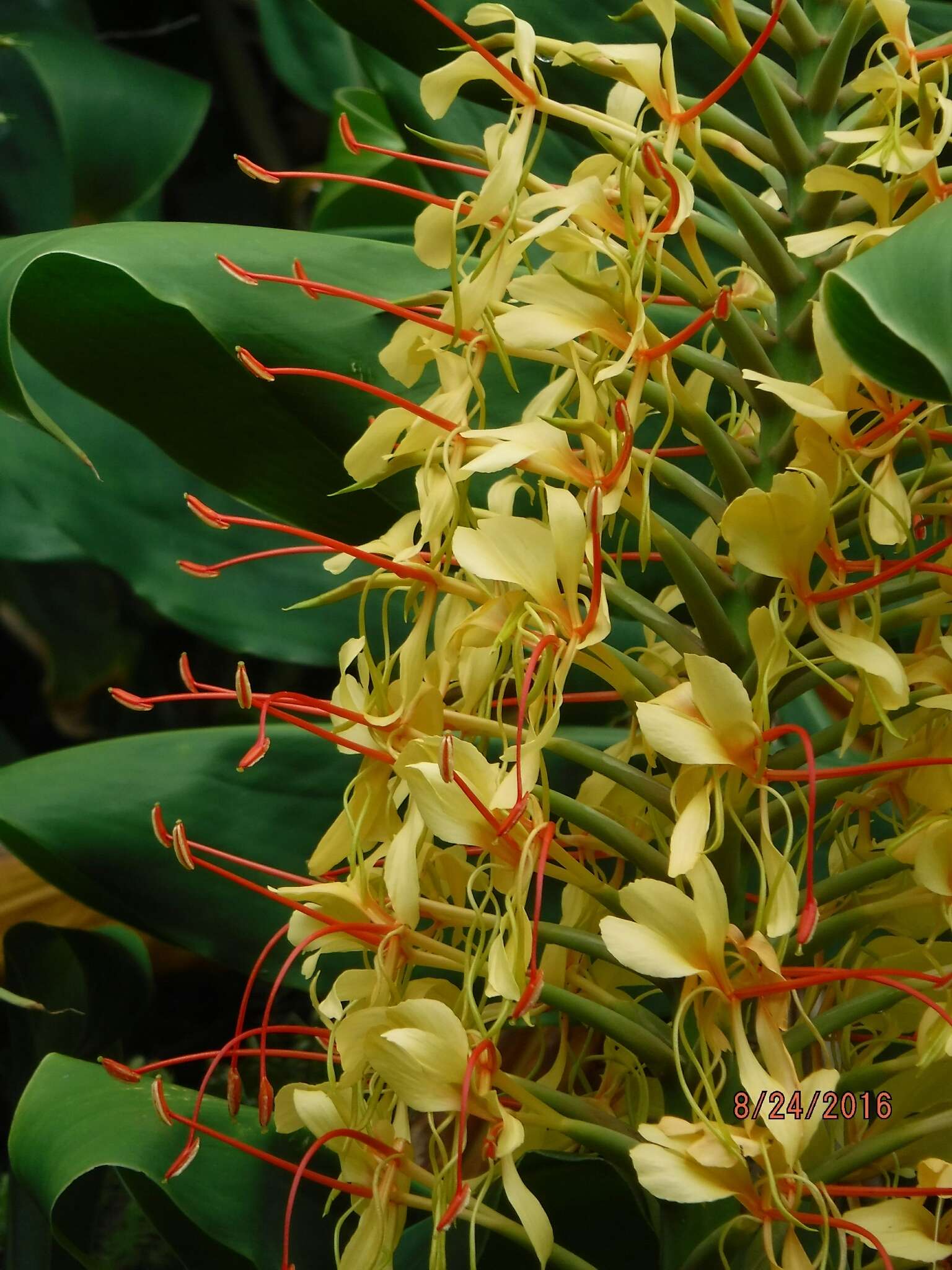 Слика од Hedychium gardnerianum Sheppard ex Ker Gawl.