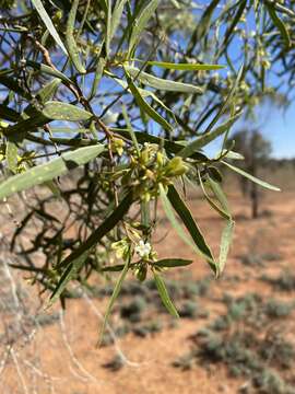 Image of Myoporum platycarpum R. Br.