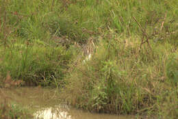 Image of Madagascar Pond-Heron