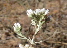 Image of Sand Everlasting