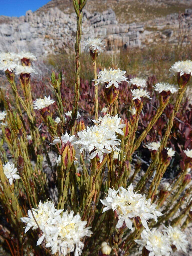 Image of Lachnaea naviculifolia Compton