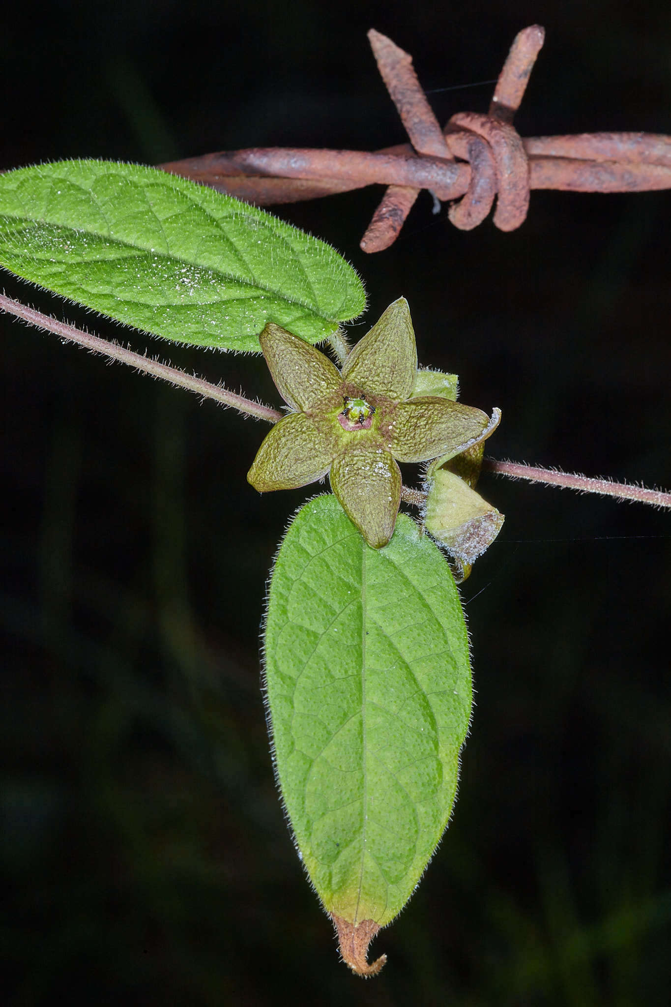 Image of Matelea araneosa (J. D. Sm.) R. E. Woodson