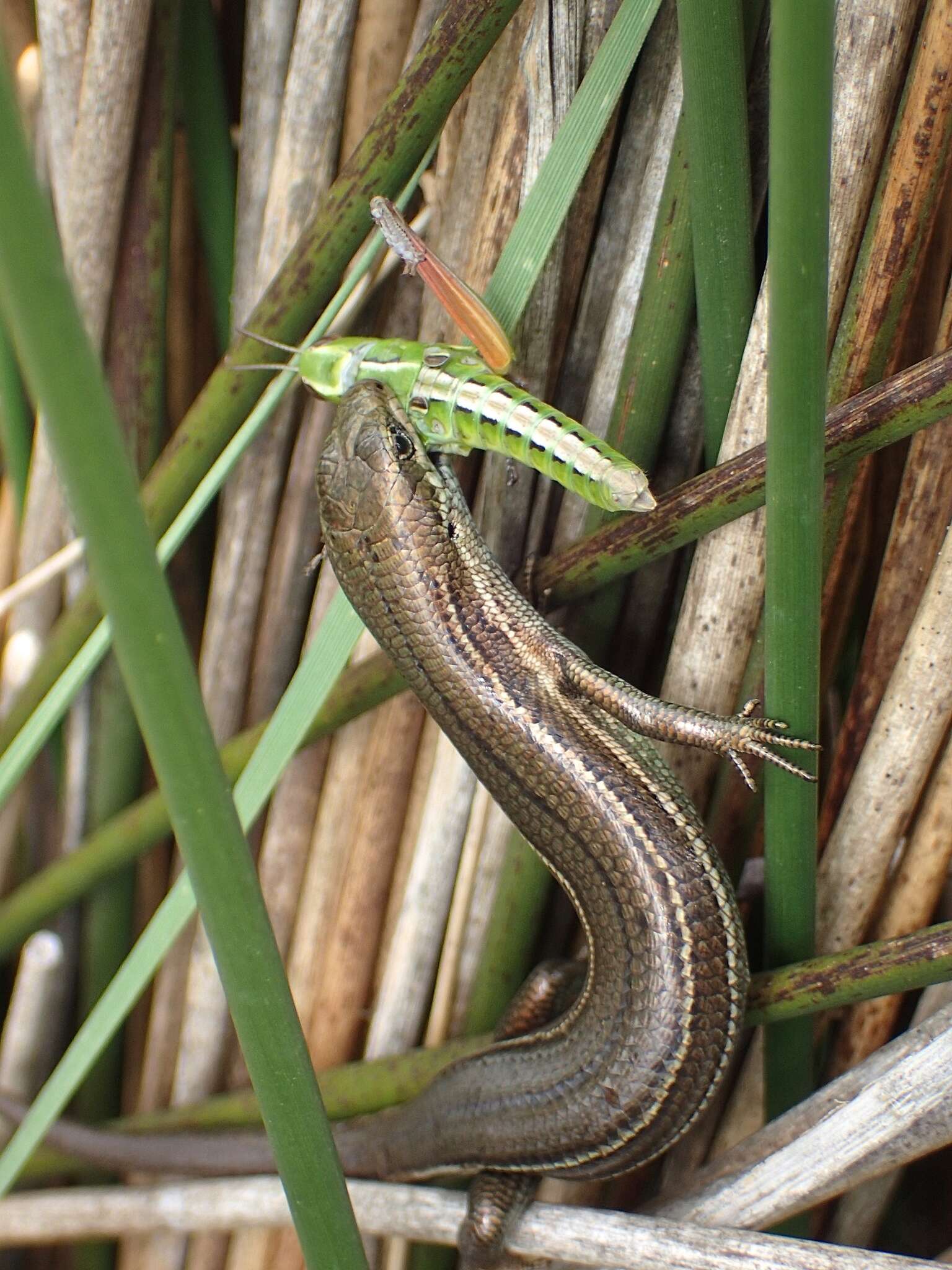 Image of Southern Grass Skink