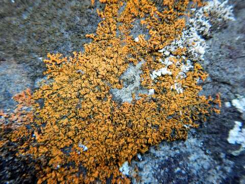 Image of orange wall lichen