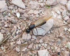 Plancia ëd Camponotus herculeanus (Linnaeus 1758)