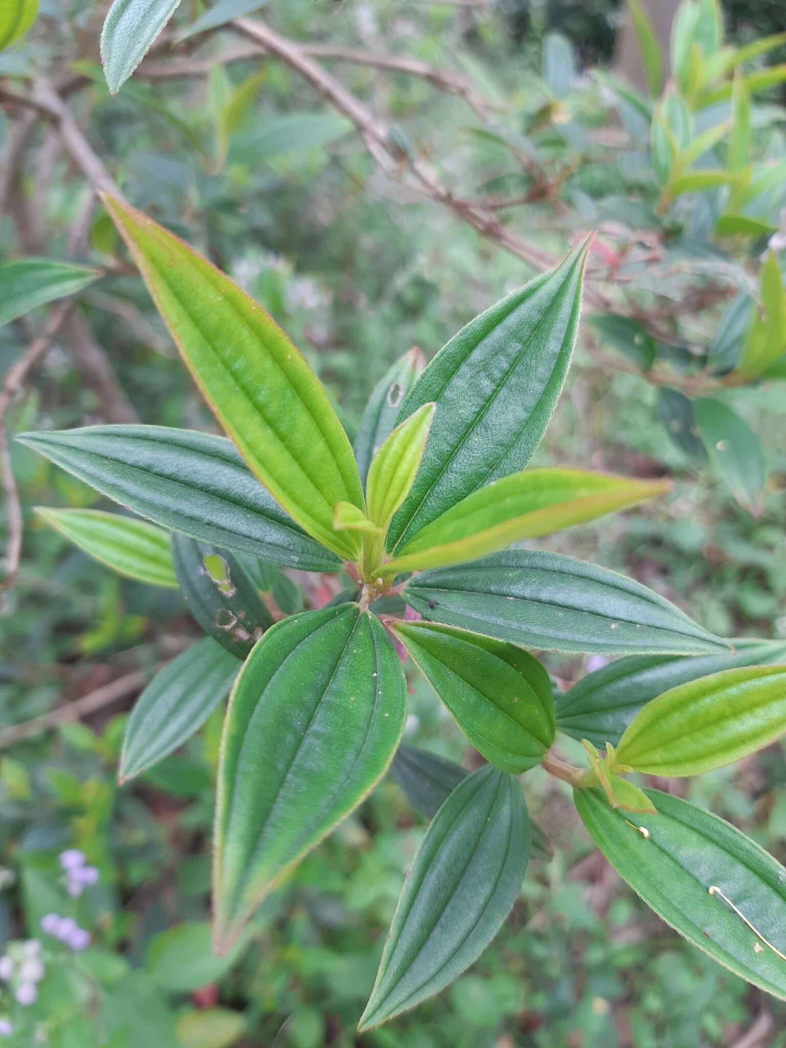 巴西蒂牡花的圖片