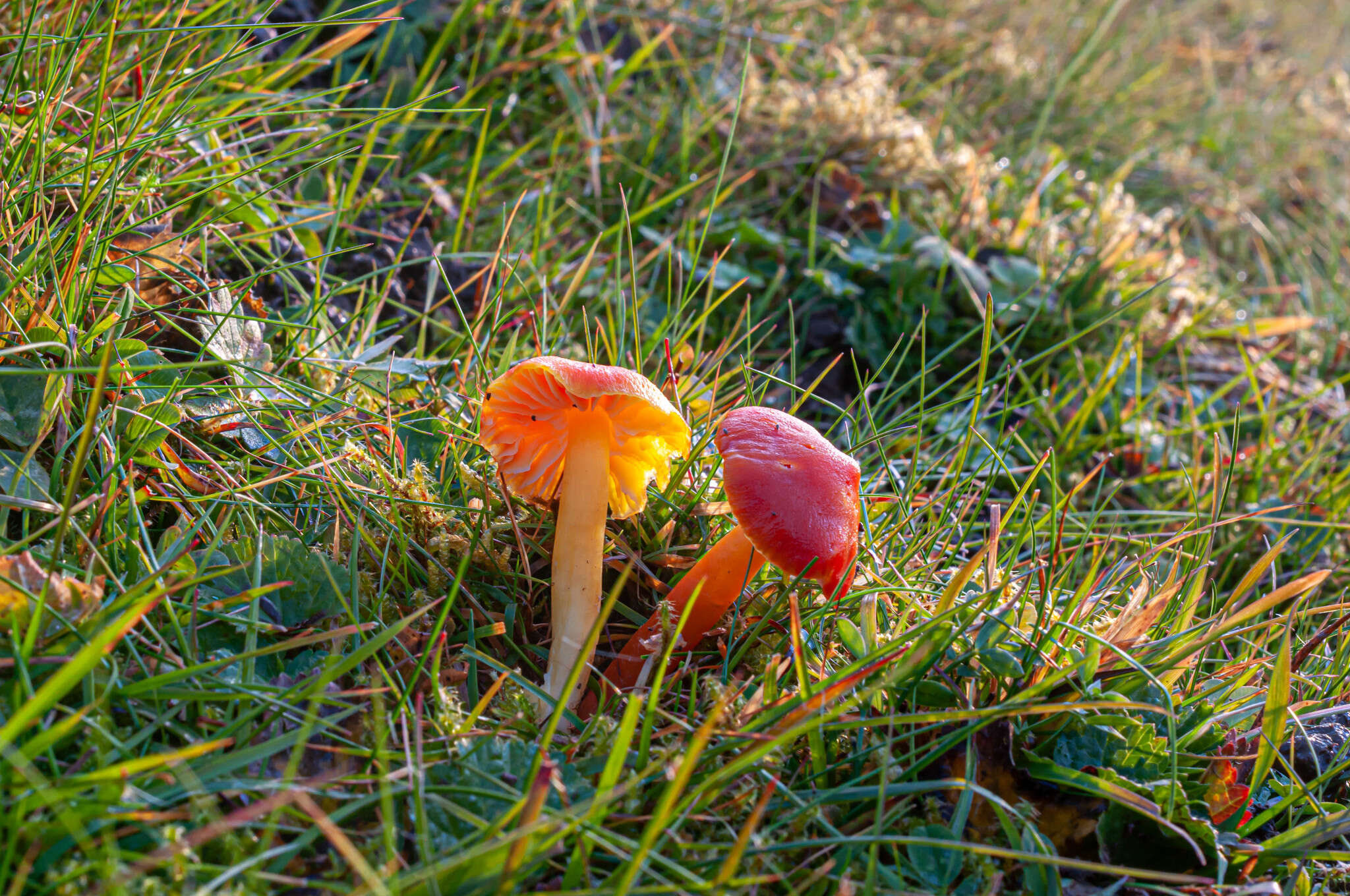 Слика од Hygrocybe aurantiosplendens R. Haller Aar. 1954