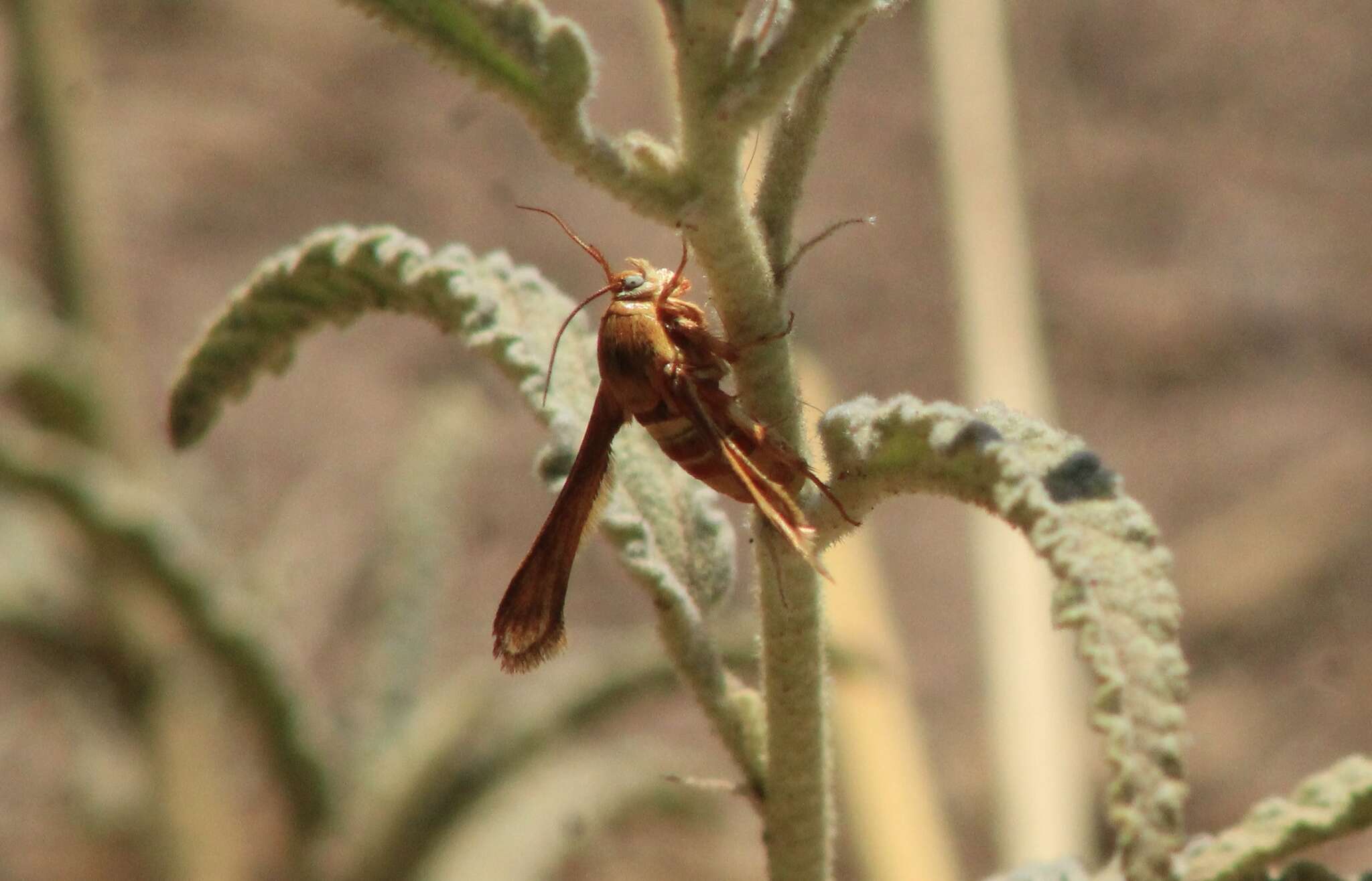 Image of Zenodoxus mexicana Beutenmüller 1897