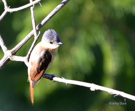 Pachyramphus aglaiae (Lafresnaye 1839) resmi