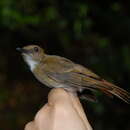 Image of White-throated Jungle Flycatcher