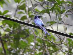 Image de Drongo bronzé