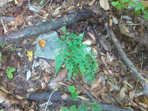 Imagem de Asplenium adiantum-nigrum subsp. adiantum-nigrum